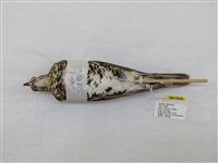 藏品(虎鶇)的圖片